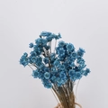 Dried brazilian star flowers in vibrant blue for DIY floral arrangements and bouquets - Blue