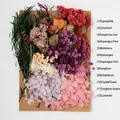 Detail of 12 dried flower types for DIY including rose, lavender, and hydrangea - Flower Pack A18