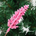 Künstliche rosa Beerenzweige für Weihnachtsdeko mit dichten Perlen an einem braunen Ast - Weizenähre 16cm / Rosarot