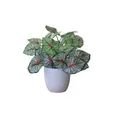 Artificial Caladium plant in white pot featuring pink leaves with green edges - Small Pot + Taro Leaf