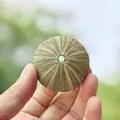 Natural sea urchin shell in light green finish for air plant holder or home decoration - Green Sea Urchin Shell 5-6cm