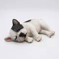 Macchiato Posizione Laterale Bulldog Francese