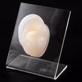 Silicone ear model in creamy white with a transparent acrylic display stand for jewelry - Transparent Right Ear