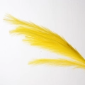 9-Head Reed Yellow