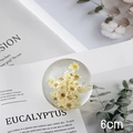 6cm Dandelion crystal ball featuring yellow daisy dried flowers on a white background - Yellow-White Daisy Ball 6cm (Kraft Box)