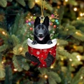 10-Black German Shepherd
