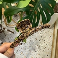 Classic leopard print semi-circle shark hair claw clip with glossy finish and logo - Round-head Hanger Leopard Hair Claw