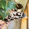 Detailed view of the large acetate hair claw clip featuring a brown tortoiseshell pattern - Large / Pink Tortoise