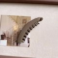 Dettaglio macro di una grande pinza a banana marrone opaco su una cartolina - Marrone