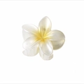 Detailed view of a pearlescent frangipani hair claw clip with yellow gradient center - Pearl White Yellow Center