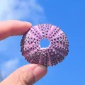 Natural purple sea urchin shell specimen for home decor and air plant gardening - Standard Red Long Spined Sea Urchin Shell 4-6cm