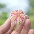 Natural sea urchin shell with purple stripes for DIY air plant potting and home decor - Medal Style Sea Urchin Shell 2-2.5cm