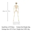 Detaillierte Größenangaben für ein 40 cm großes Halloween-Skelettmodell - 40CM Skelettrahmen