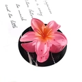 Detailopname van roze doorschijnende plumeria bloem haarklem met hars verlooptextuur - Kleurrijke Bloemklem [Watermeloenrood]