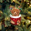 Brauner Pudel in roter Weihnachtssocke Ornament mit Geweih und goldener Schnur - Brauner Teddy Typ 2