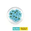 Macro view of 20 pieces of sky blue dried flowers for nail art in a clear plastic case - 20 Pcs Pack / Sky Blue