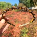 Handmade crown headband with brown natural crystal stones on a gold wire frame - Double Row / Tiger Eye-Double Row