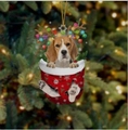 5-Beagle
