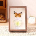 A4 diep houten frame met echte tijger en witte vlinder specimens op een kanten tafelkleed - Hol 3cm/7 inch Vierkant / Walnoot Kleur