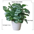 Artificial calathea plant in white ribbed pot, dimensions 26cm width and 30cm height - Large Pot + Watermelon Leaf