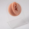 Flesh-colored silicone ear model for piercing practice on a clear acrylic stand - Brown-Right Ear