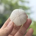 Natural cream-white sea urchin shell specimen with textured bumps for home decor - Purple & White Sea Urchin Shell 4-5cm