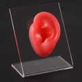 Red silicone ear model with clear acrylic stand for jewelry display and teaching - Red Left Ear