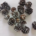 Natural pine cones with white snow painted edges for Christmas craft decorations - Brushed White Pine Flower 1-2cm (10pcs)