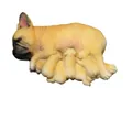 Bouledogue Français Fauve et Chiots