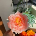 Close-up of pink and coral gradient peony hair clip with realistic fabric petals - Peach Pink Gradient - Artificial Flower Clip