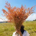 Lush orange preserved Statice flower bouquet held outdoors for home decor or DIY crafts - Orange (500g)