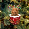 Kreativer Weihnachtsanhänger mit braunem Pudel in einer roten Socke mit Schneeflocken - Teddyhund
