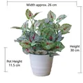 Artificial Caladium plant in white pot with red veins and 30cm height dimension - Large Pot + Taro Leaf