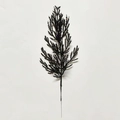 Artificial black pine branch with glitter for Gothic Christmas and Halloween decor - Black