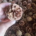 Natural dried brown pine cones in hand for rustic Christmas decorations and crafts - Local Pine Cones 4-5cm (10pcs)