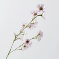 Long Stem Crabapple Pink