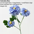 Marigold Blue