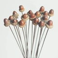 Natural dried acorns on wooden stems for rustic home decor and seasonal floral arrangements - Acorn Stems With Caps