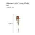 Natural brown Banksia dried flower stem measuring 28-40cm for Nordic ceramic vases - Banksia Dried Flower 1 Branch (Natural Color)