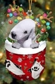 Weihnachtssocke mit Bedlington Terrier, Weihnachtsmannmütze und Rentiergeweih-Dekor - Bedlington Terrier
