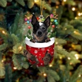 Blue Heeler Hund in roter Weihnachtssocke mit Rentiergeweih als Baumschmuck - Australian Cattle Dog