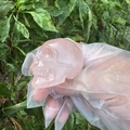 Handcrafted pink rose quartz crystal skull sculpture held against green leaves - Rose Quartz