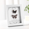 3D white wooden frame featuring two butterfly specimens and inspirational English quotes - 6-inch Real Glass (Wall & Tabletop) / White
