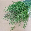 Preserved green limonium flower bouquet wrapped in clear film on brown cardboard - Green (120g)