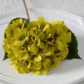 Yellow & Green