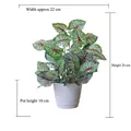 Artificial Caladium plant in white pot with green-white leaves, height 26cm, width 22cm - Medium Pot + Taro Leaf