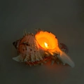 Mediterranean sea shell candle holder made of natural conch with warm glowing wax light - Rose Murex Shell Candle [Approx. 13cm] / Freesia [Bagged]