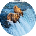 Tappeto tondo in flanella assorbente con orsi che pescano alla cascata nella natura - 80×80cm / Modello 4-Orso e Fiume