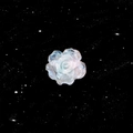 Translucent resin camellia ear stud with pink-blue iridescent finish on star background - Blue Pink Iridescent (A907-8#)