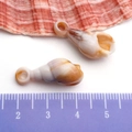 Golden acrylic shell pendant for jewelry making with natural markings, 2.5-3cm size - Simulated Conch Pendant (9x24mm)